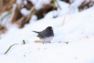 DARK EYED JUNCO