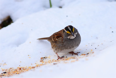 White Throated Sparrow