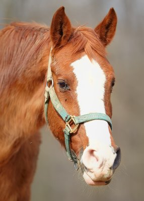 Horses