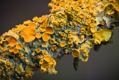 Fungus on a twig