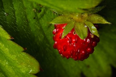 Wild strawberry
