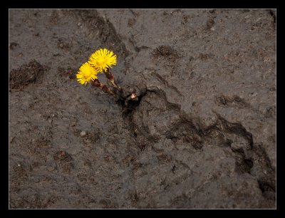 Coltsfoot beats mud
