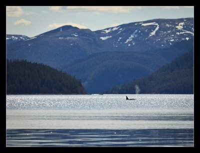 Killer whale in South Namsen fjord