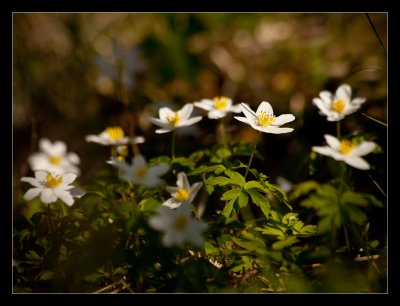 Down to spring