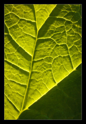 Rhubarb