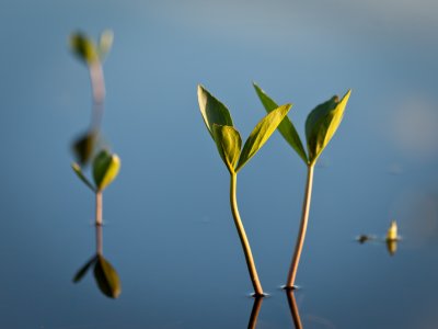 Menyanthes trifoliata #1