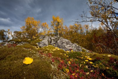 Scattered #1