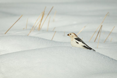 Snspurv - Snow Bunting (female)