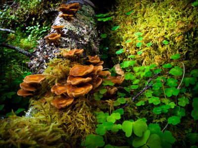 Mushroom and Trifolium