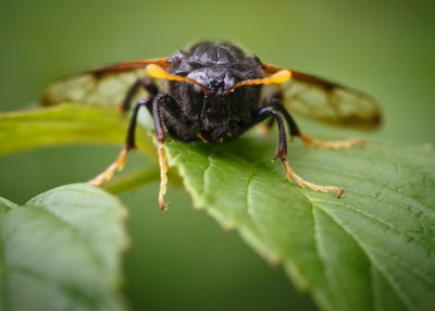 Cimbex femoratus