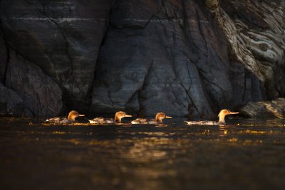 Red-breasted merganser