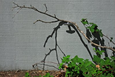 Vines, branch and shadow on garage door .. 4918