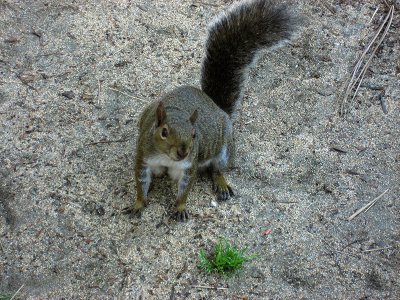 Chasing Squirrels in San Francisco Botanical Garden