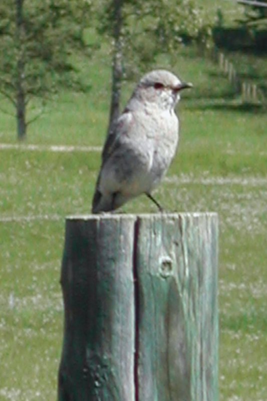 Female Bluebird