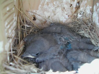 Box 4 - Bluebird babies