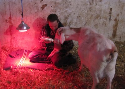 Baby Goats