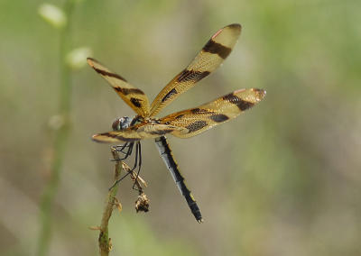 dragonfly1.jpg