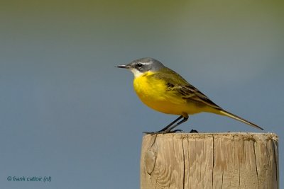 yellow wagtail (iberia).... iberische gele kwikstaart