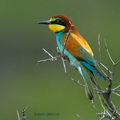 european bee-eater.... bijeneter