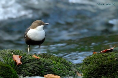 dipper.... waterspreeuw