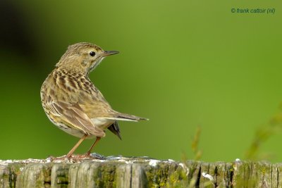 meadow pipit.... graspieper