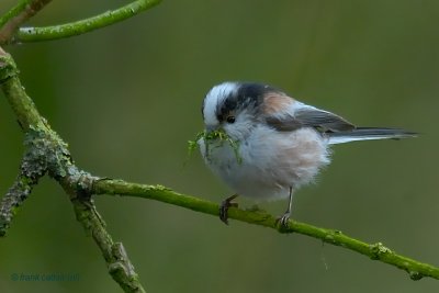 long-tailed tit.... staartmees