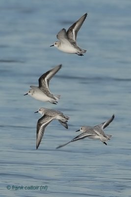 sanderling.... drieteenstrandloper