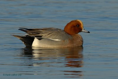 eurasian wigeon.... smient