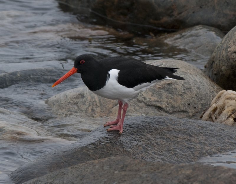 Strandskata Gettern Halland