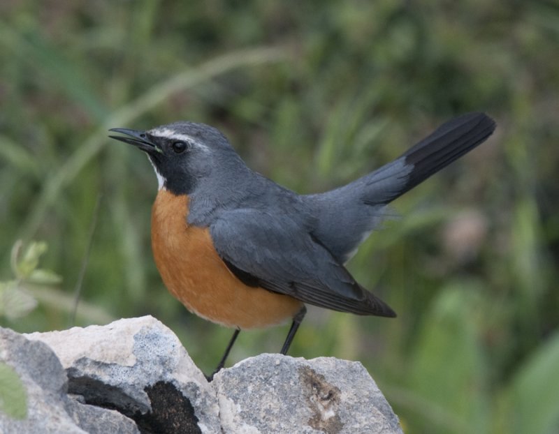 White-Throated Robin Netafin