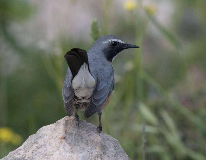 White-Throated Robin Netafin