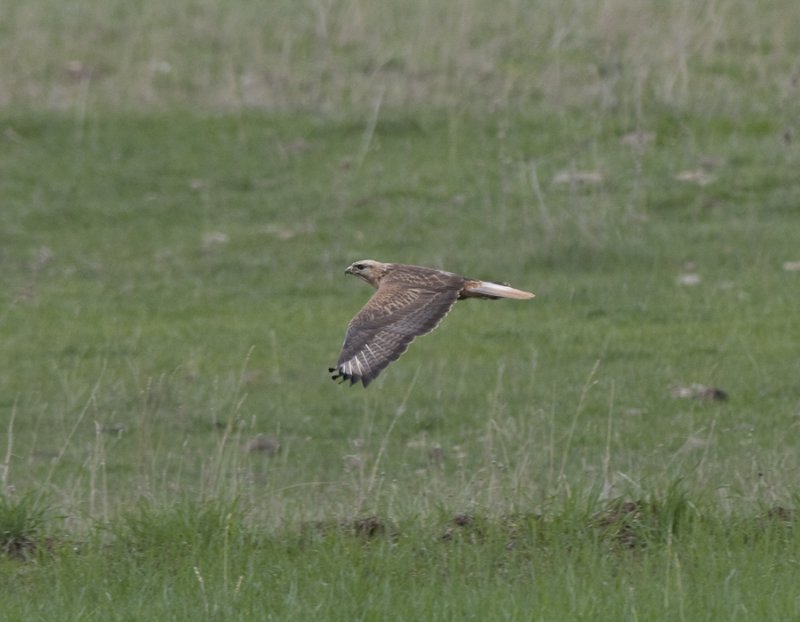 Long-legged Buzzard