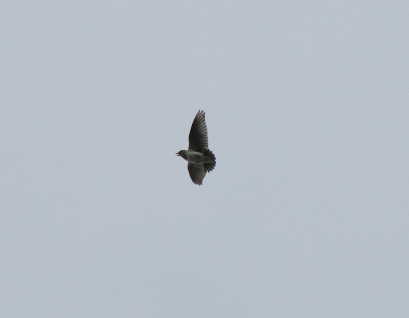 Bimaculated Lark