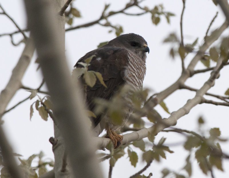 Levant Sparrowhawk