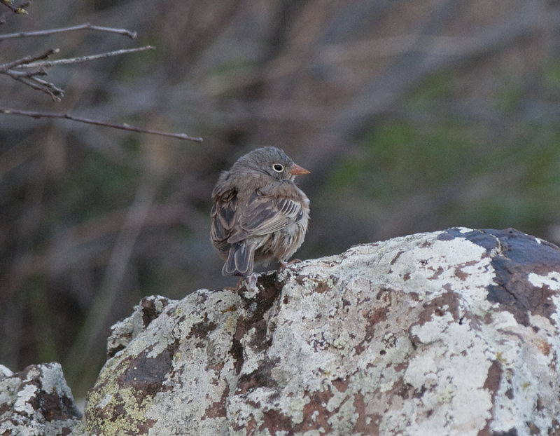 Grey-Necked Bunting