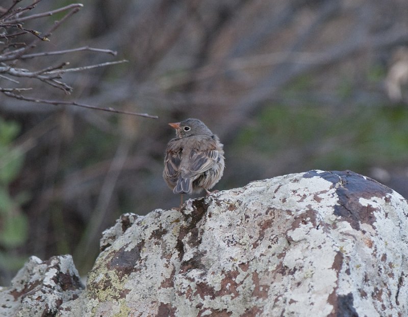 Grey-Necked Bunting