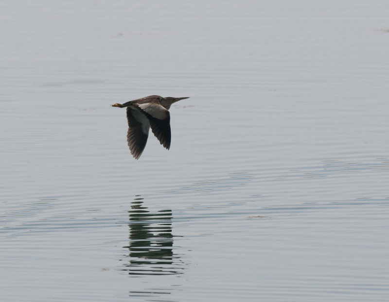 Little bittern Birecik