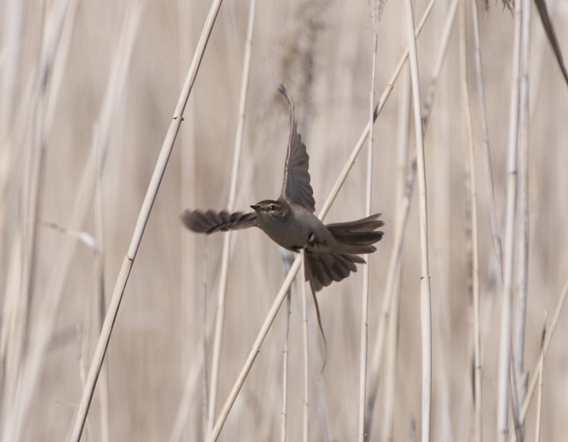 Paddyfield Warbler