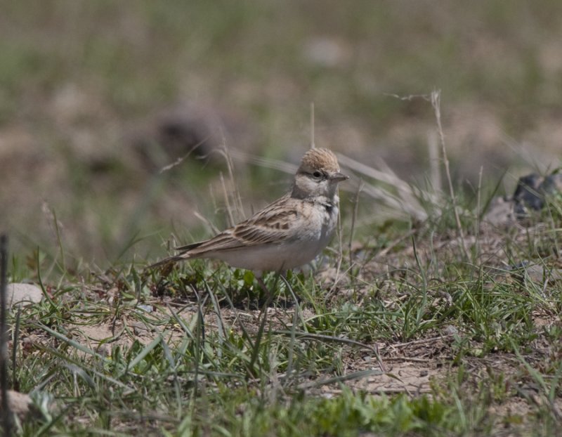 Short-toed lark