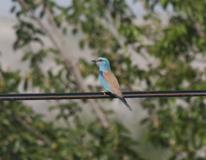 European Roller