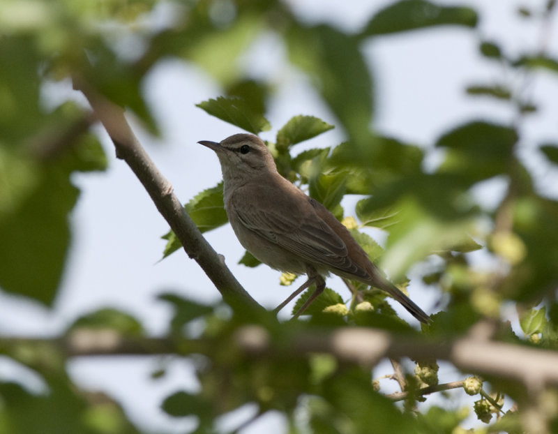 Rufous-tailed scrub robin Birecik
