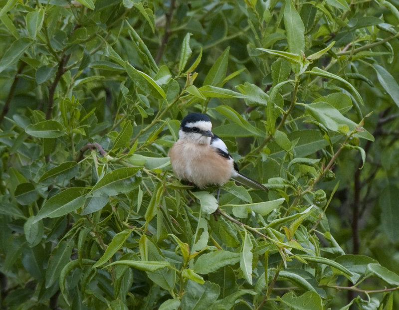 Masked Shrike Nemrut Dagi