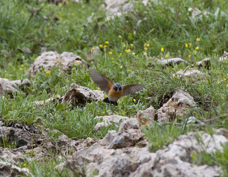 White-Throated Robin Nemrut Dagi