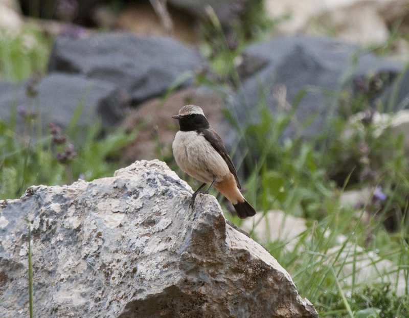Kurdish Wheatear Nemrut Dagi