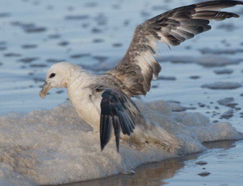  Skummeslvsstrand Halland