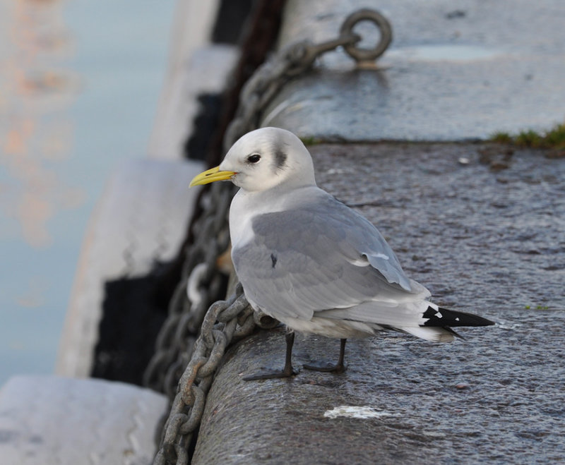 Varbergs-hamn-Halland