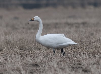 Tundra Swan (Mindre sångsvan )