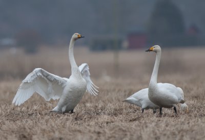 Whooper Swan (Sångsvan )