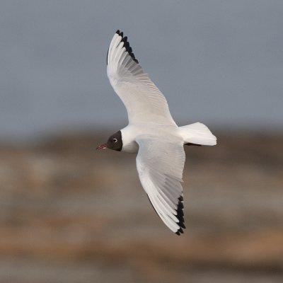 Black Headed Gull ( Skrattms )