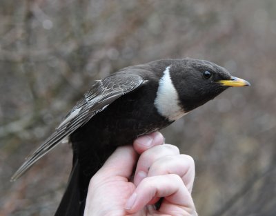 Ring Ouzel ( Ringtrast )